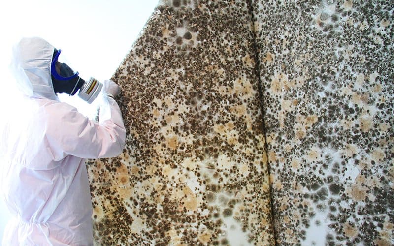 FMold Removal & Remediation Clearwater, FL | 24/7 Expert Mold Cleanup Services

